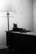 [Cat Picture]