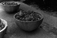 [Picture of Pots of Dirt]